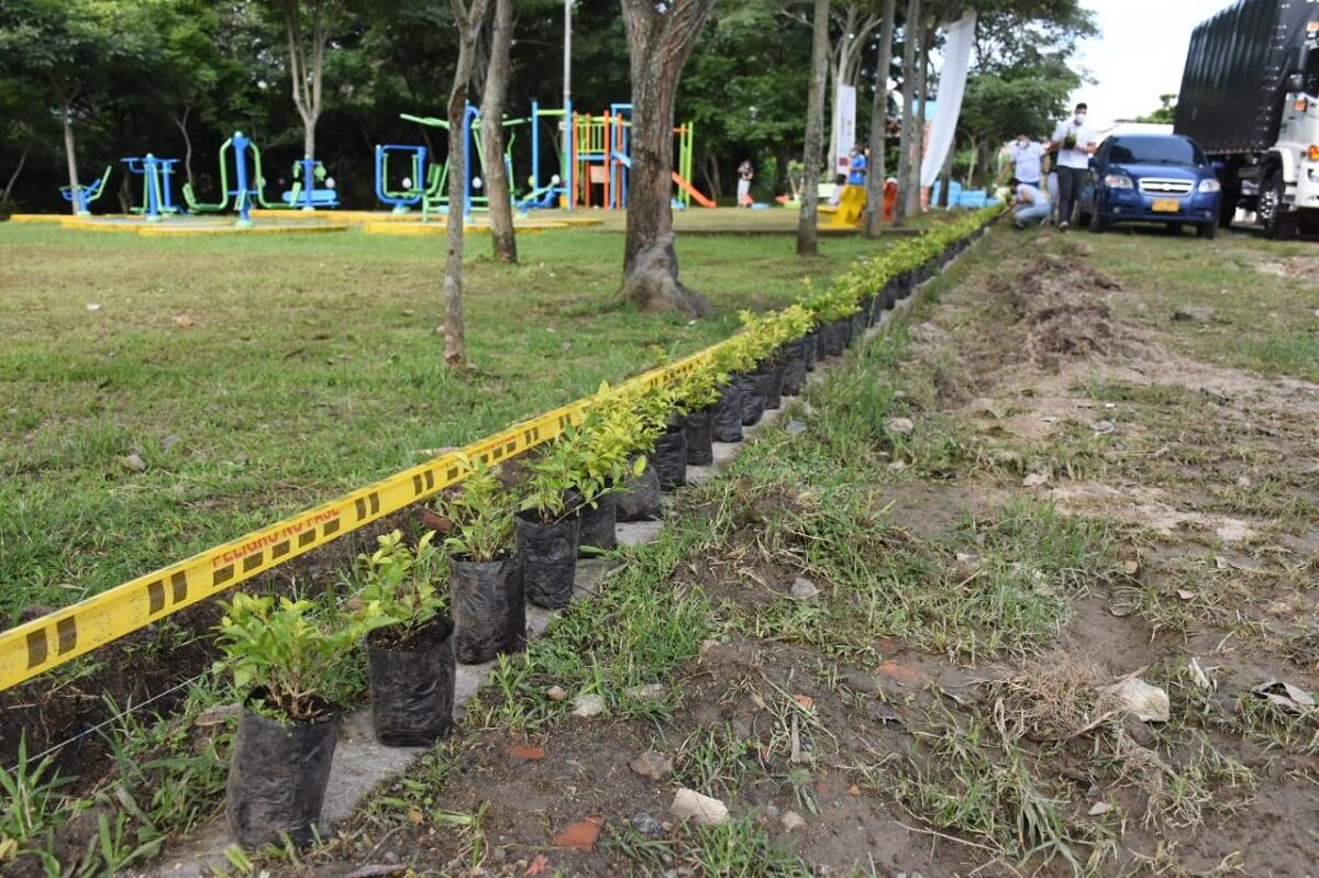 siembra de plantas en Ibagué