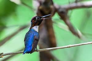 Zunzuncito hummingbird (Mellisuga helenae) (Photo by YAMIL LAGE / AFP)