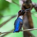 Zunzuncito hummingbird (Mellisuga helenae) (Photo by YAMIL LAGE / AFP)