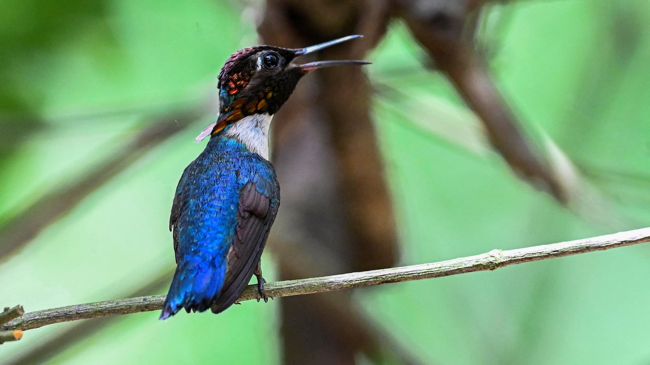 Zunzuncito hummingbird (Mellisuga helenae) (Photo by YAMIL LAGE / AFP)