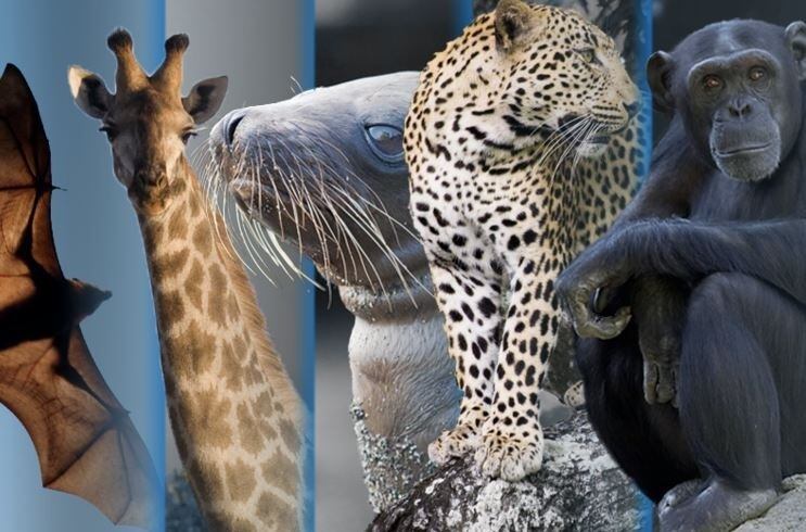 genoma especie especies animales