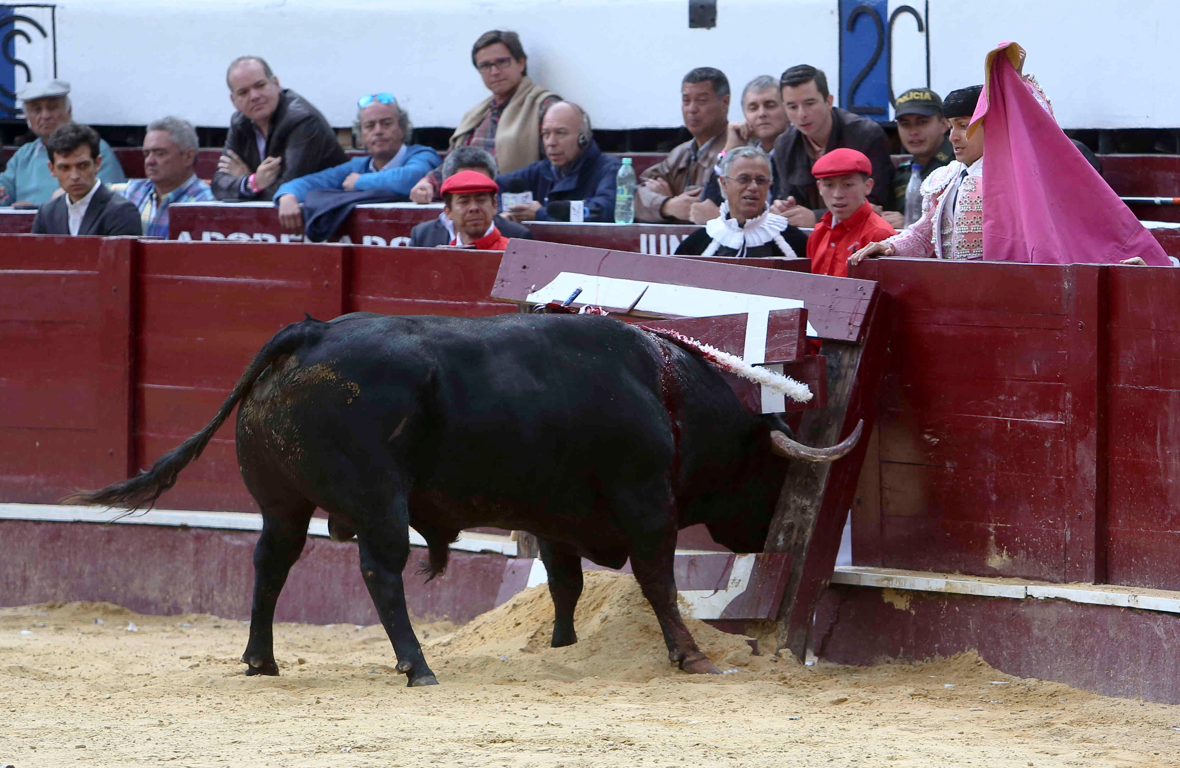 El cuarto toro de Juan Bernardo Caciedo salió a la arena y rompió el burladero de toreros. (Esteban Vega/SEMANA)