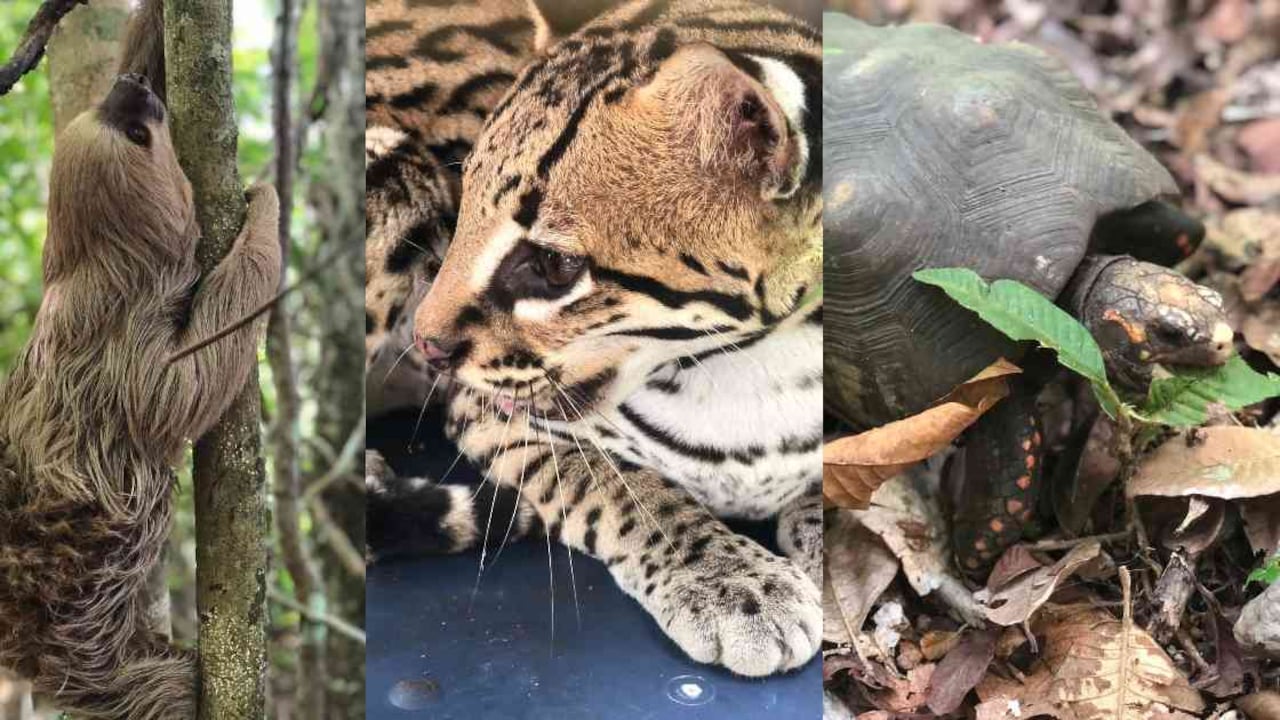Perezosos, tigrillos, tortugas y aves seguirán con su ciclo de vida en libertad. Fotos: CVS.