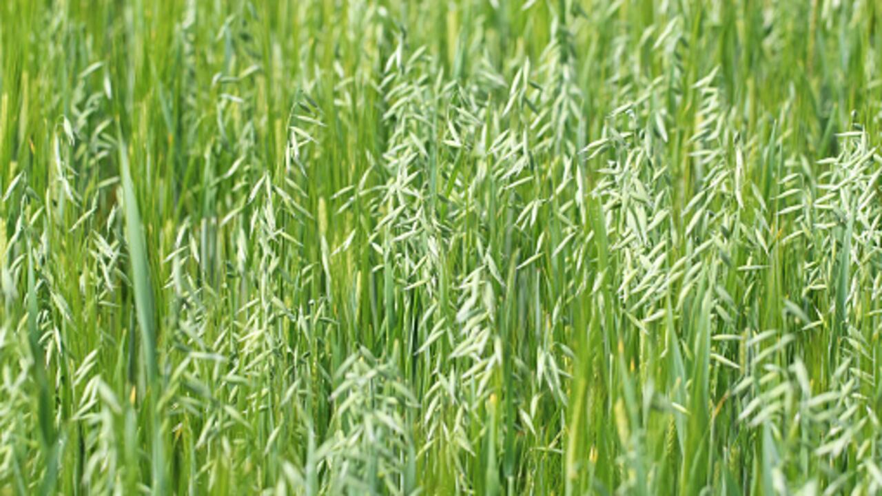 La paja de avena son los restos de los vegetales que deja la avena después de ser cosechada.