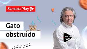 Gato obstruido | Enrique Vallejo en Salud Animal