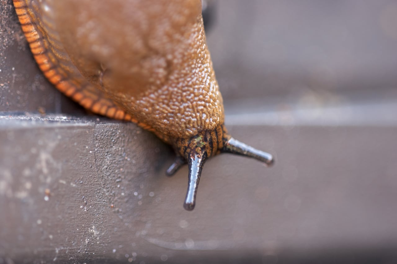 Babosas: cómo deshacerse de ellas y proteger su jardín.
