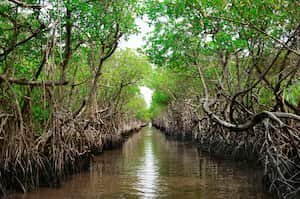 Horizontal image of a symmetrical photo of a mangrove taken from an air boat on a water canal in Everglade City, Florida. Mangroves are distinct because they are a saline woodland or shrub land along coastal environments that tolerates high levels of saline. Mangrove forests transport carbon dioxide from the air and store the carbon dioxide in greater quantities than any other types of forests. They are one the best scrubbers of carbon dioxide so environmentalists know they must be protected.They are part of the Everglades National Park system. Plant family is Rhizophoraceae, Genus is Rhizophora. Rhizo means "root" in Greek.