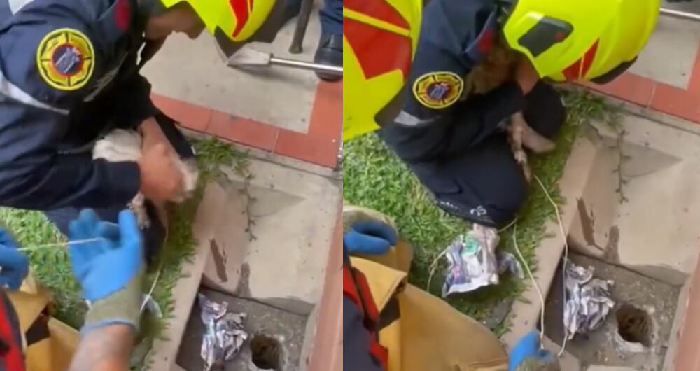 Momentos del angustioso rescate de una gatica en Medellín.
