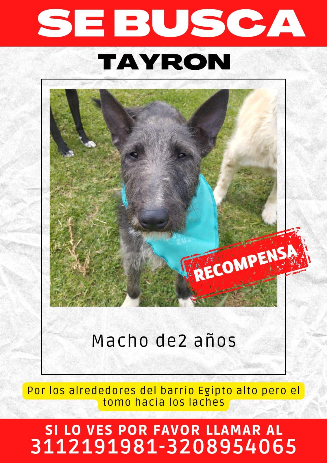 Se busca a Tayron, perro perdido en Egipto Alto en Bogotá