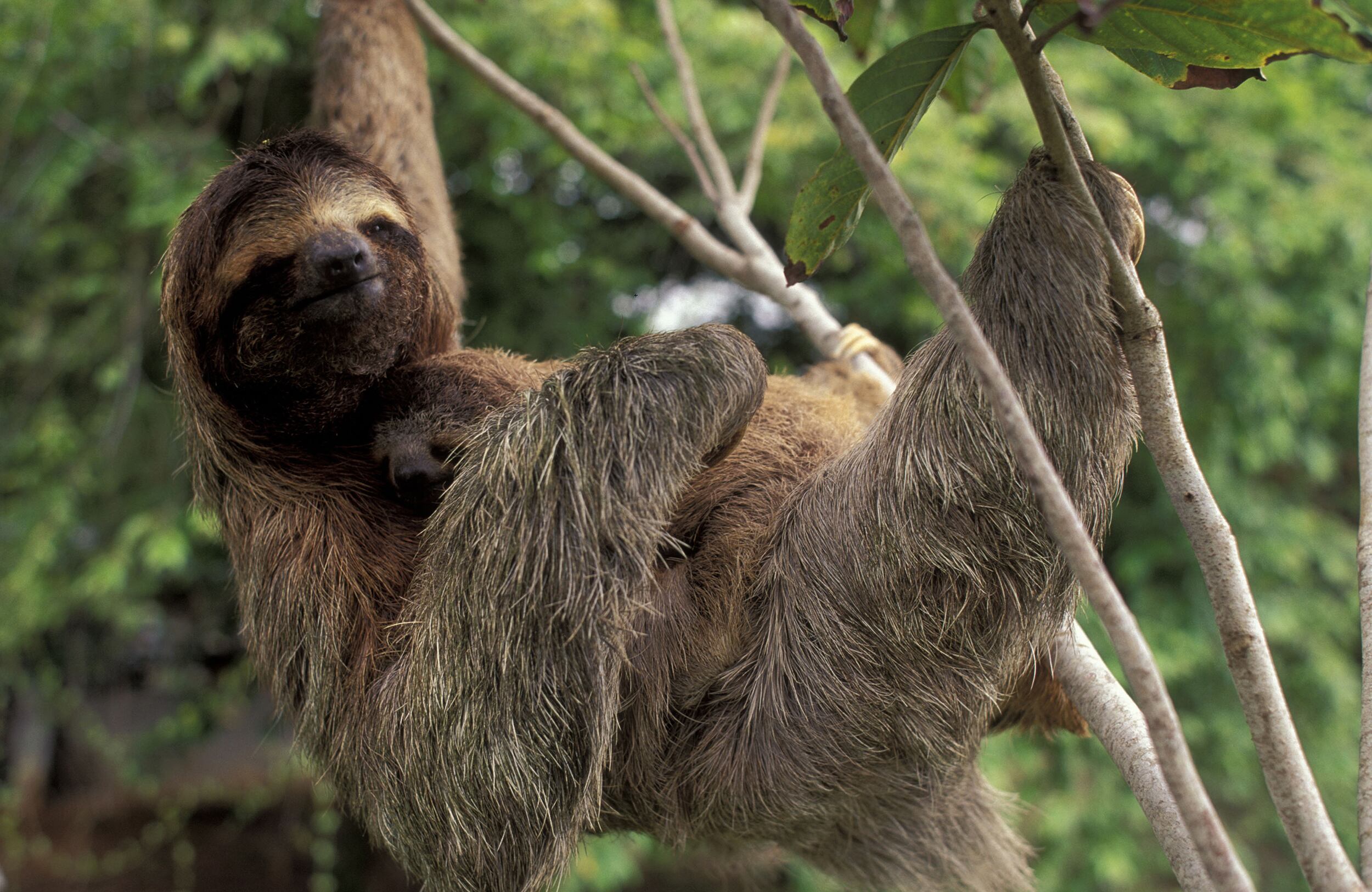 PEREZOSO DE TRES DEDOS.