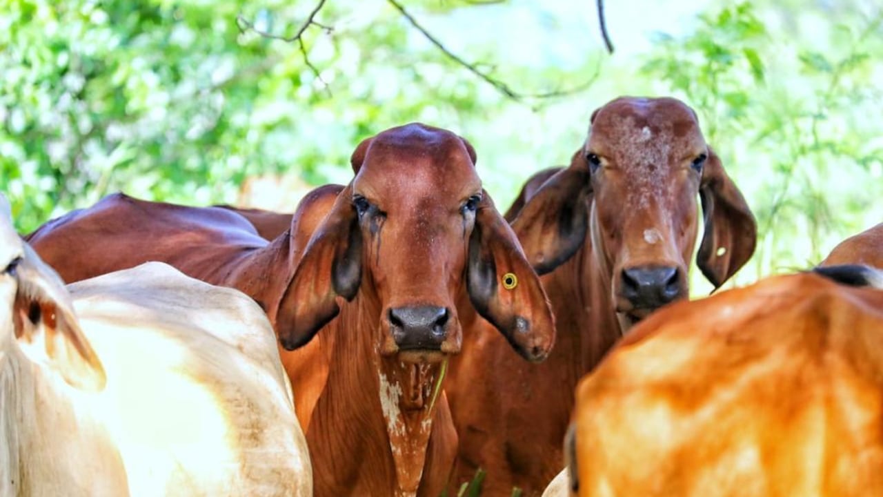 Fedegán expresa preocupaciones por TLC con Japón.