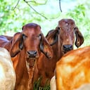 Fedegán expresa preocupaciones por TLC con Japón.