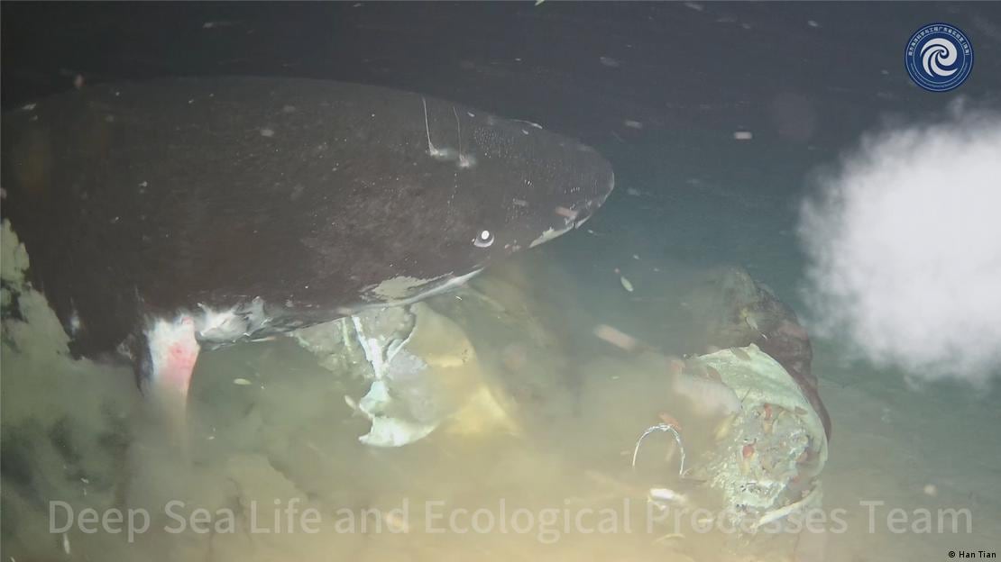 Un tiburón de hasta cuatro metros apareció en una zona considerada inhóspita para la especie.