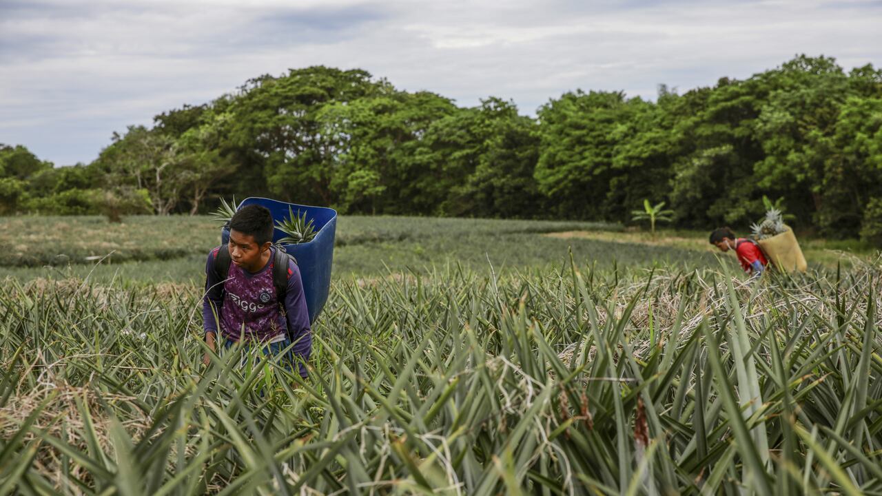 La iniciativa Pescado para el Desarrollo busca formar en valores cívicos y democráticos a los jóvenes rurales del Caquetá.