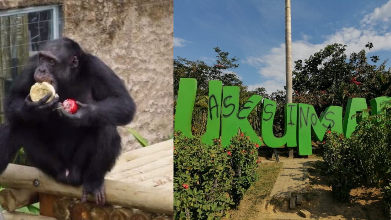 Chimpancés asesinados tras escapar del bioparque Ukumarí.