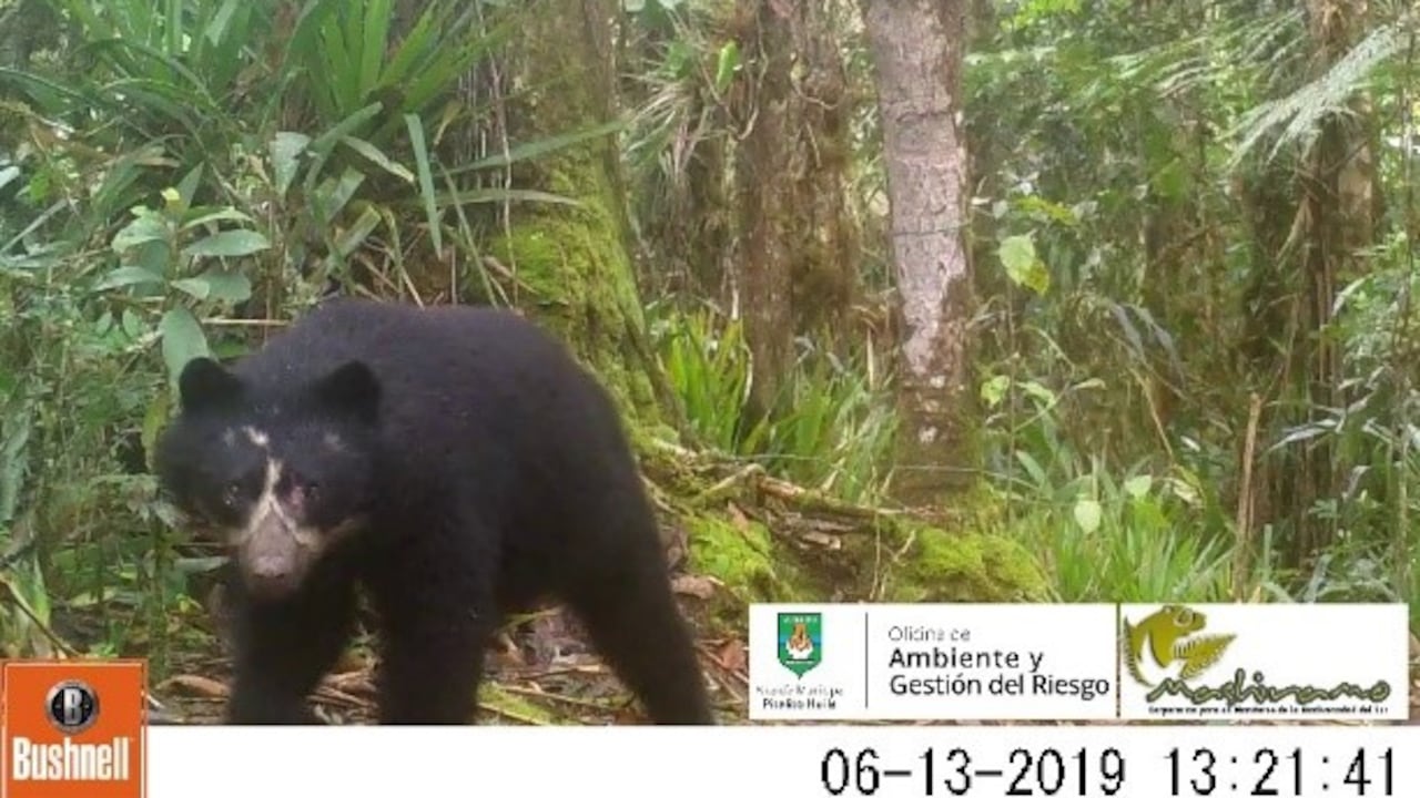 Avistamiento de osos en Pitalito, Huila.