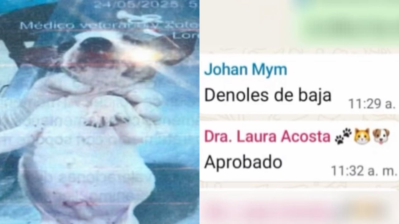 “Démosle de baja”: los polémicos chats sobre eutanasia de perros que indignan a Bucaramanga
