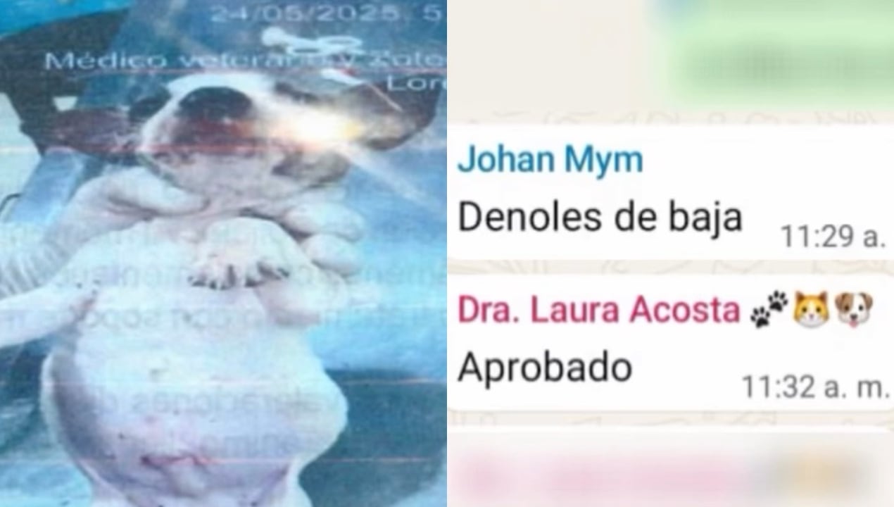 “Démosle de baja”: los polémicos chats sobre eutanasia de perros que indignan a Bucaramanga