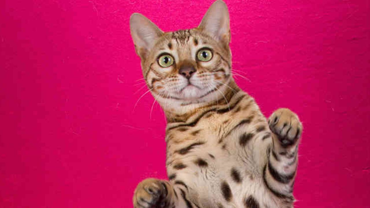 Bengala. Con la ayuda de objetos y sonidos, Larry logra que los mininos realicen movimientos que quedan perfectamente capturados por su lente.