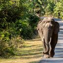 Gran elefante asiático en el Parque Nacional Khao Yai, Tailandia