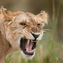 Lioness snarling head portrait (Panthera leo). Maasai Mara National Reserve, Kenya. August 2009.