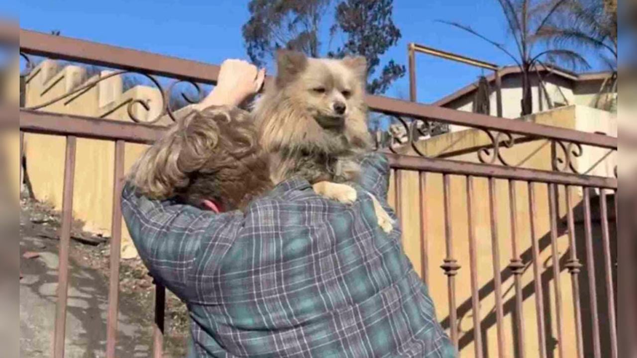 Rencuentro de Oreo con su dueño.