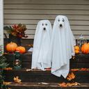 Domestic dogs dressed in ghost costume for Halloween