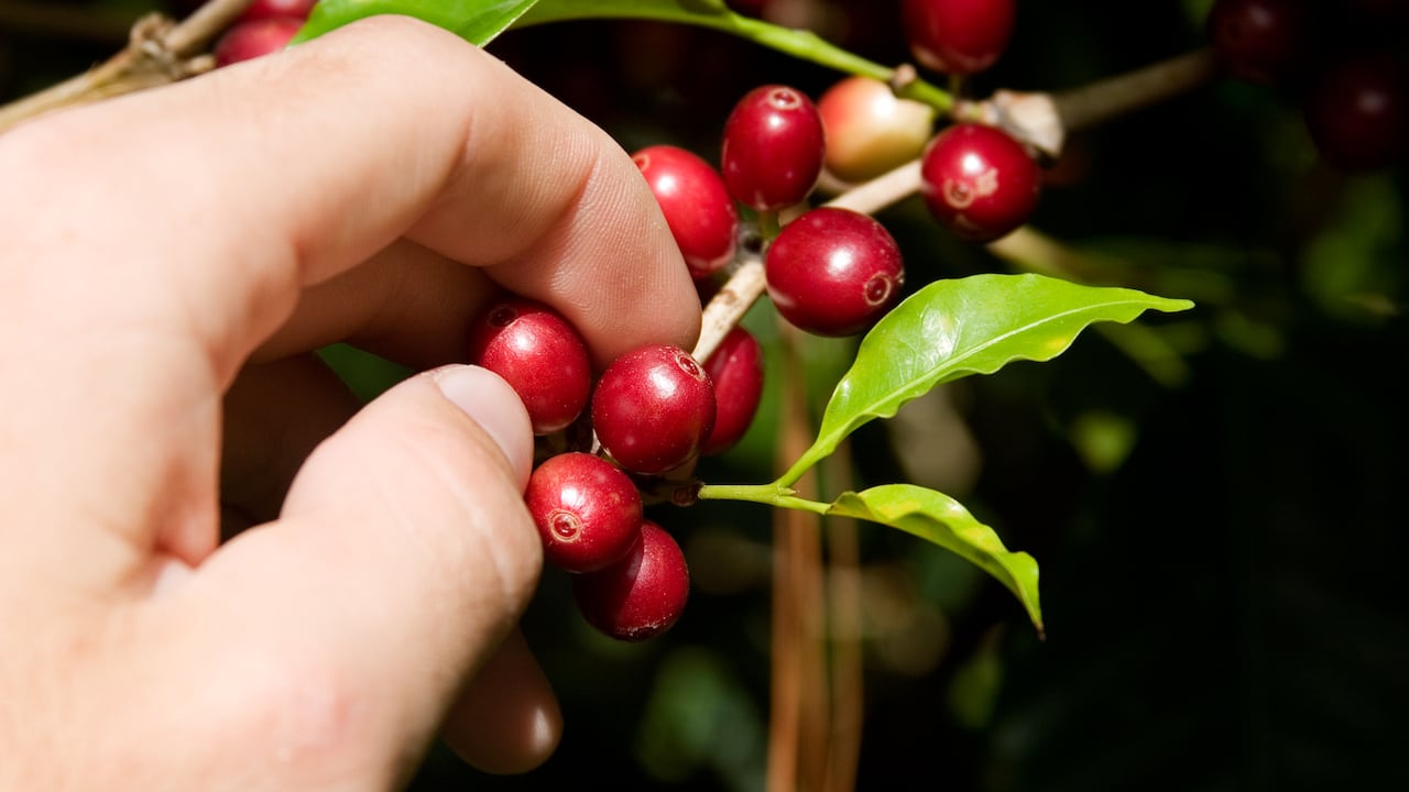 Este es uno de los municipios del Valle del cauca que forman parte del Paisaje Cultural Cafetero.