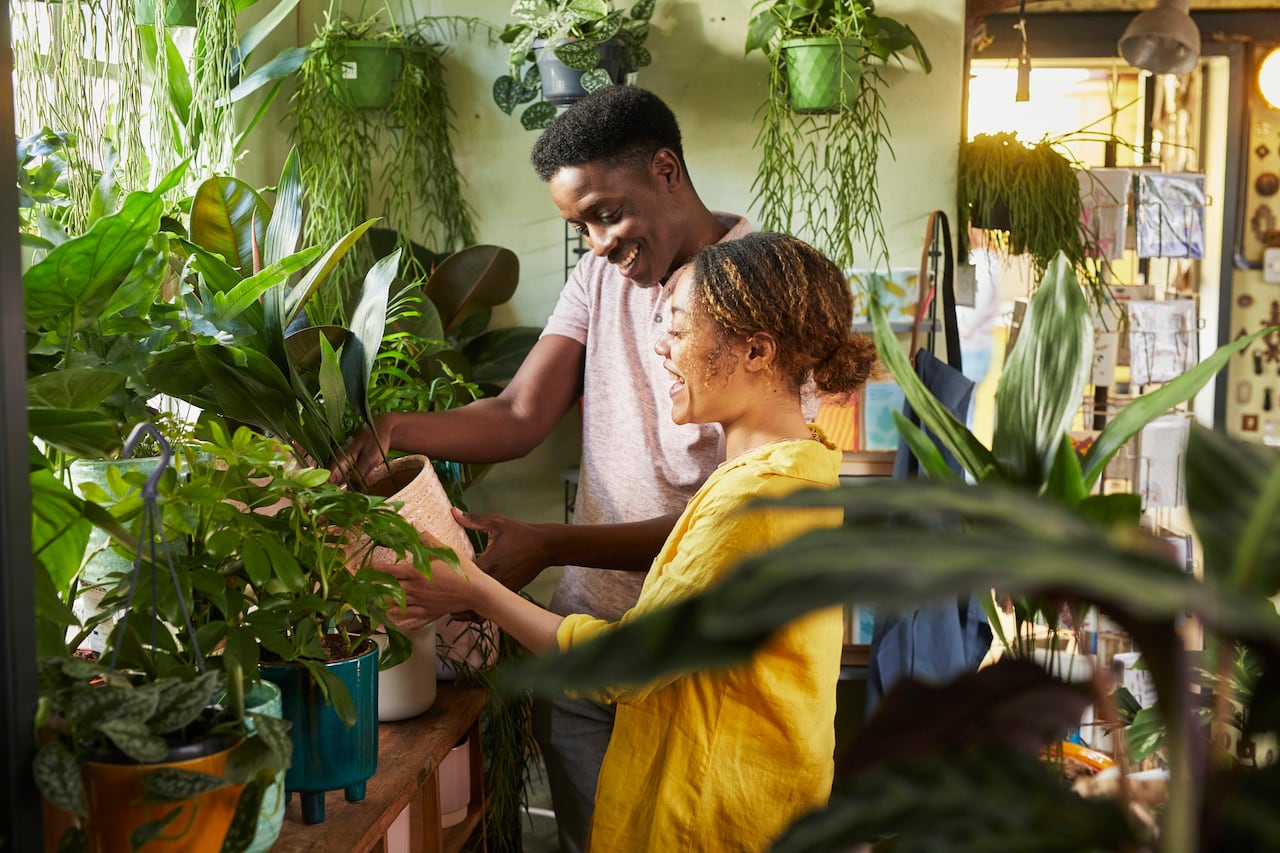 Mantener el cuidado de las plantas es indispensable para que sus hojas siempre estén sanas.