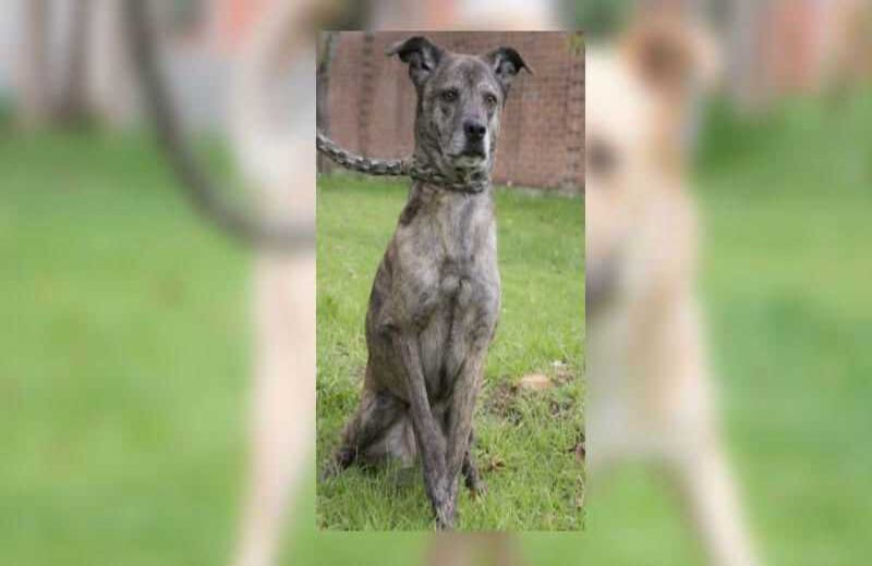 Shakira. Criolla de edad  36 meses y color: barcino. Es un perrita tranquila, juguetona, su condición médica es especial por que presenta una fractura inadecuadamente tratada en su miembro anterior derecho, probablemente producto de un atropellamiento.