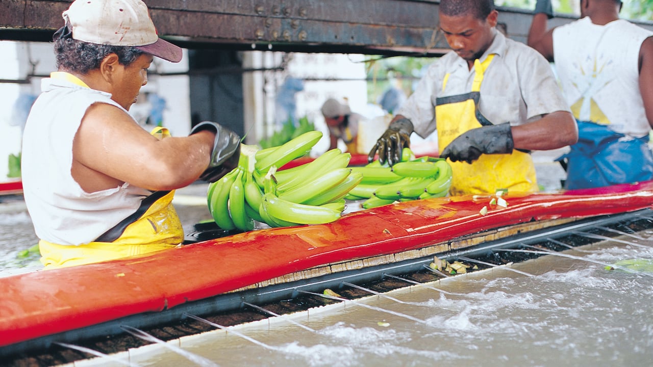 HOMBRES TRABAJANDO. BANANOS URABA
FOTO NATALIA BOTERO