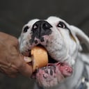 Helados para perros, un paso para la humanización de las mascotas