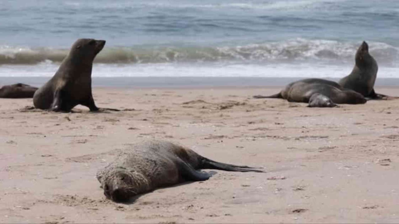 Temen que el periodo de reproducción de estos ejemplares haya quedado alterado por lo que resta del año por cuenta de esta muerte masiva. Foto: Reuters