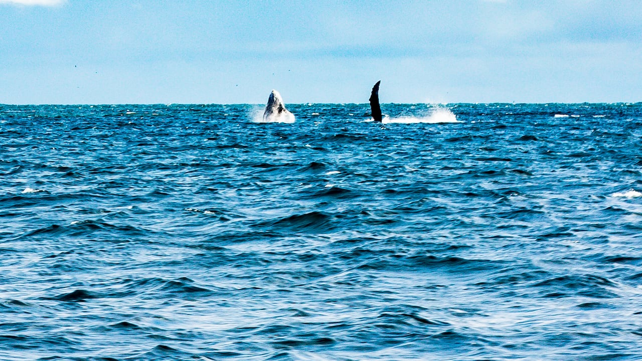Terminó la temporada de avistamiento de Ballenas