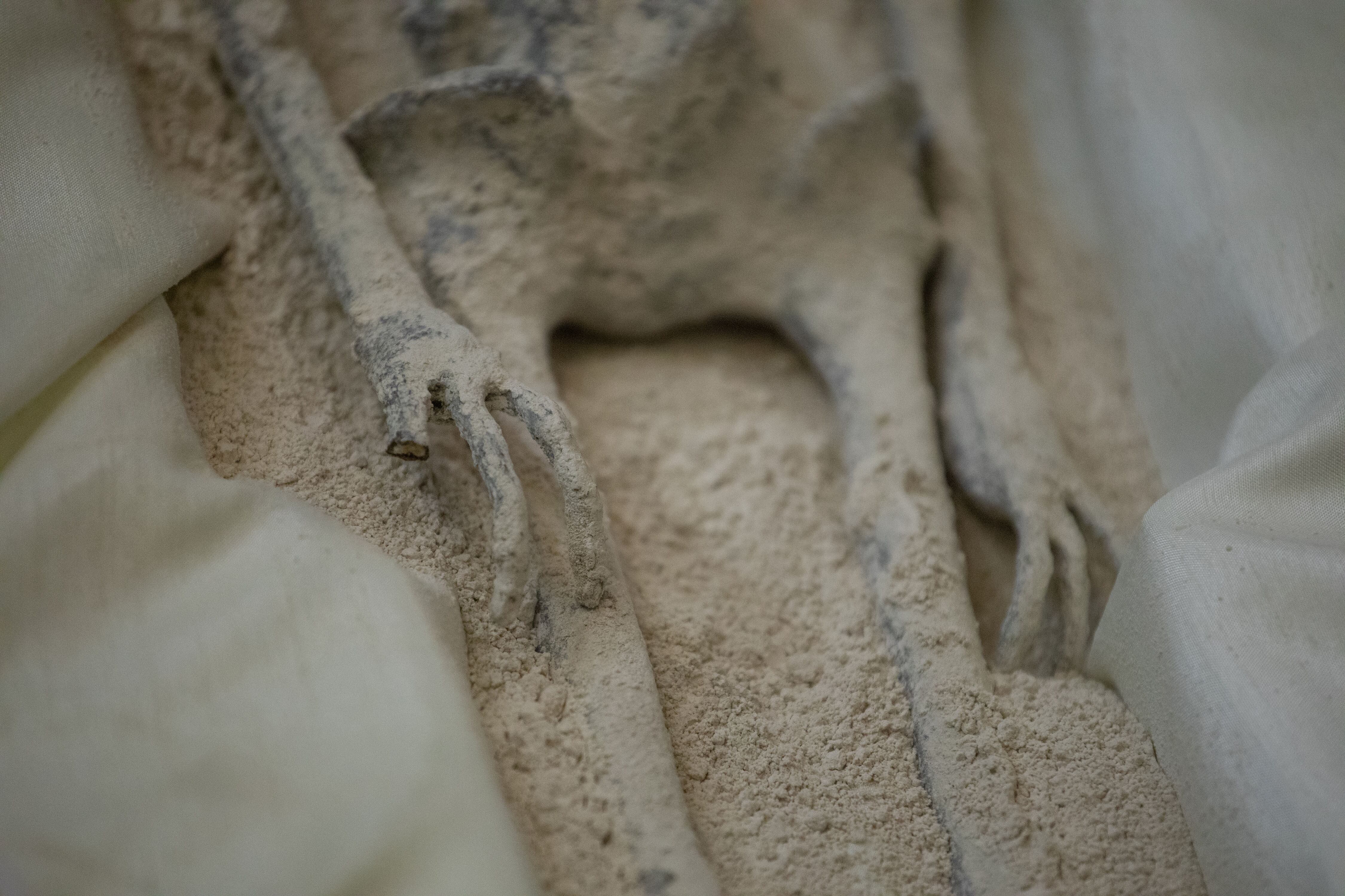 Uno de los dos seres "no humanos" mostrados a los medios de comunicación es visto durante una conferencia de prensa del periodista mexicano y experto en ovnis, Jaime Maussan, en el hotel Camino Real, en Ciudad de México, México, el 13 de septiembre de 2023.