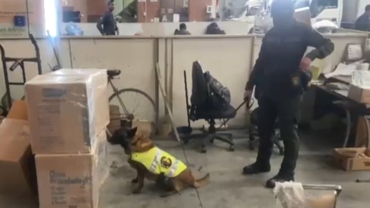 Candy, la perrita que integra el escuadrón antidrogas de la Policía en Cundinamarca.