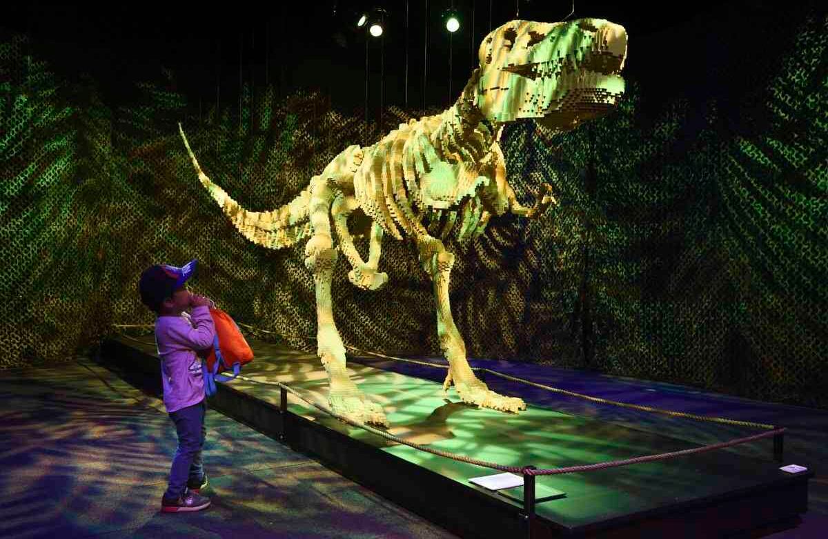 Sky Itomi, de tres años, observa con curiosidad la escultura denominada ‘Esqueleto de dinosaurio’, hecha con 80.020 ladrillos Lego, en una exposición en el California Science Center, Los Ángeles, el miércoles 26 de febrero de 2020. La exposición presenta más de 100 obras de arte del artista contemporáneo Nathan Sawaya, creadas a partir de más de un millón de piezas Lego. Foto: Chris Pizzello/ AP. 