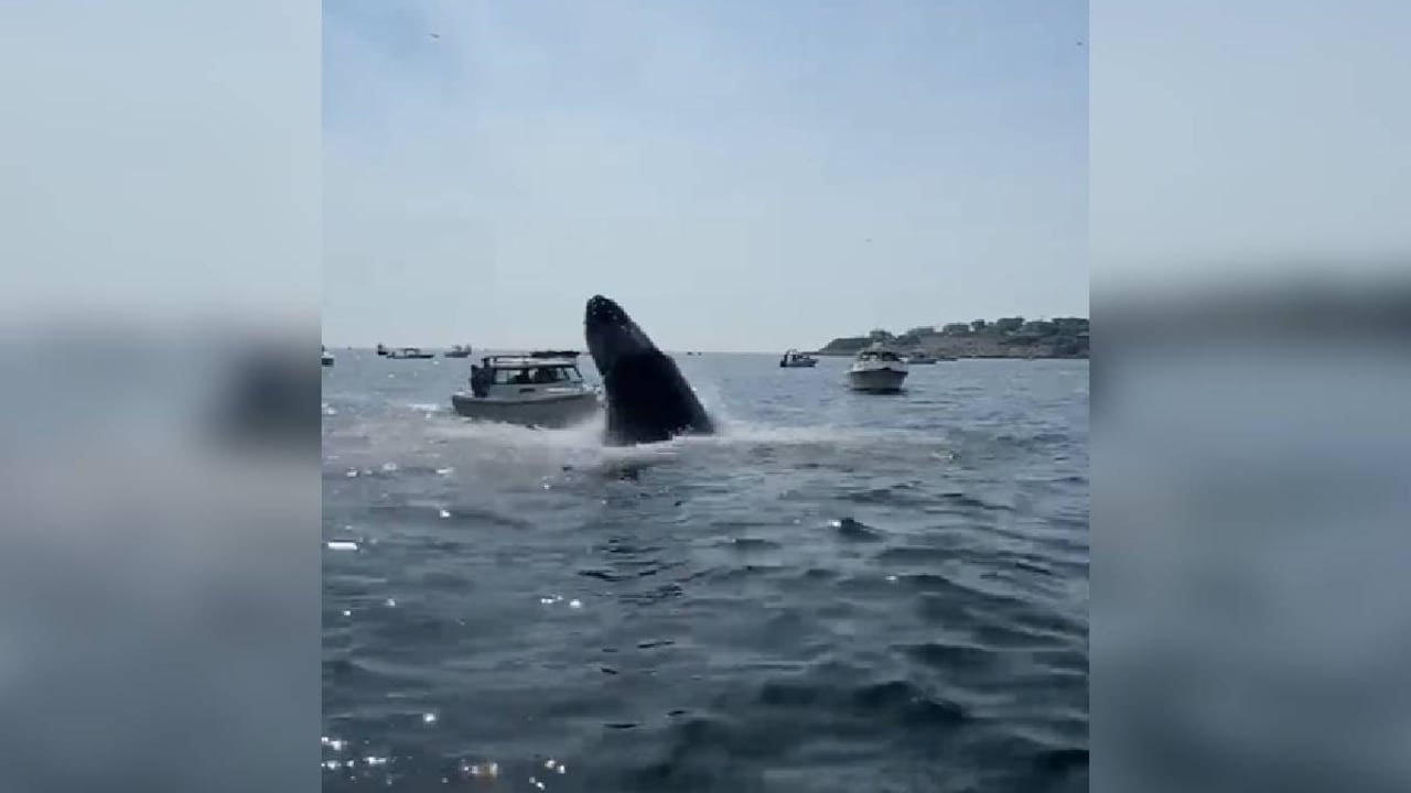 Afortunadamente el hecho no pasó a mayores, pero las autoridades si emitieron advertencias tras lo ocurrido.