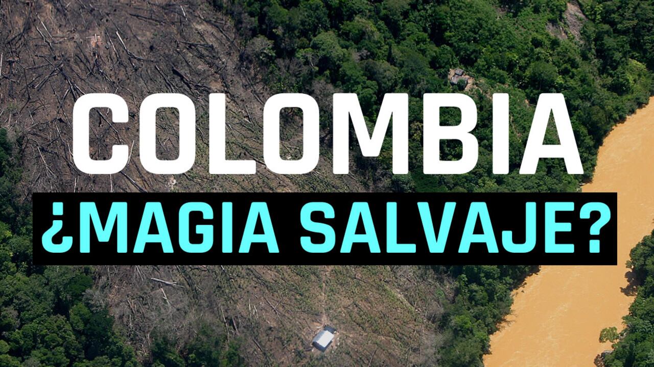 En 2016, Colombia taló un 44 por ciento más con respecto a 2015.