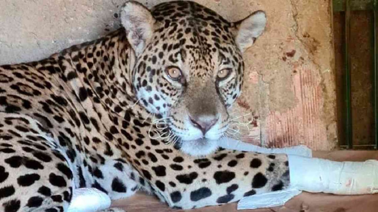 Ousado fue curado de sus heridas y tuvo la oportunidad de regresar a su hábitat. Foto: AmparaSilvestre