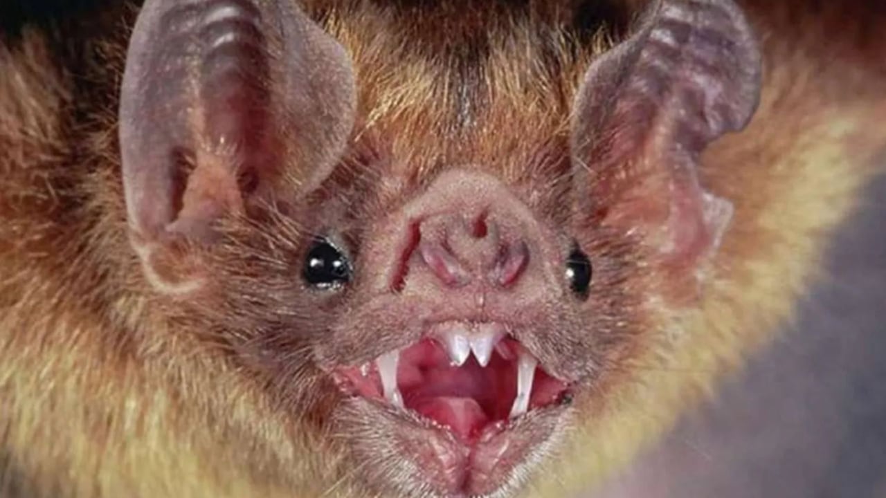 Alerta en el Valle del Cauca por rabia en murciélagos.