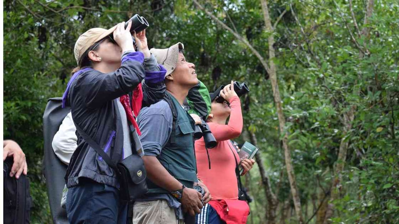 Según varios estudios, un mercado de casi 300.000 personas estarían dispuestas a viajar a Colombia anualmente para adelantar avistamiento de aves. Foto: Cortesía ANDI.