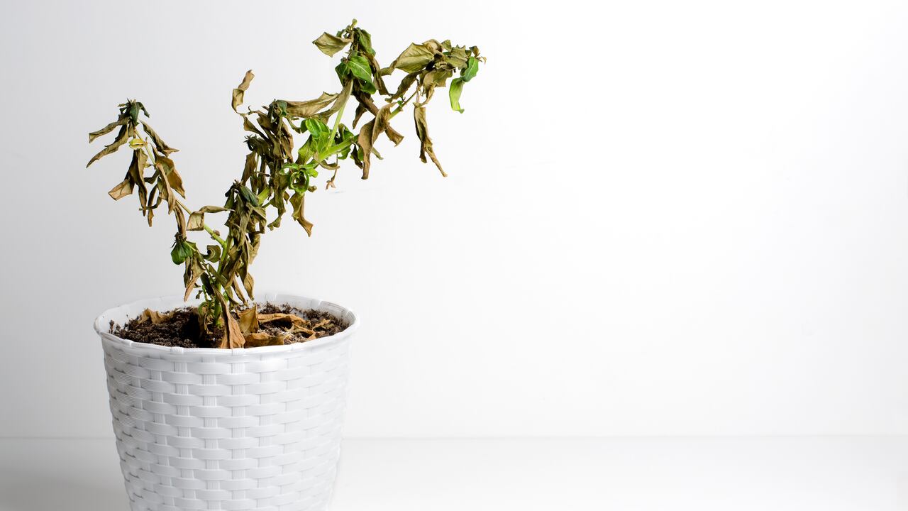 La ruda es una planta muy apetecida por sus beneficios.