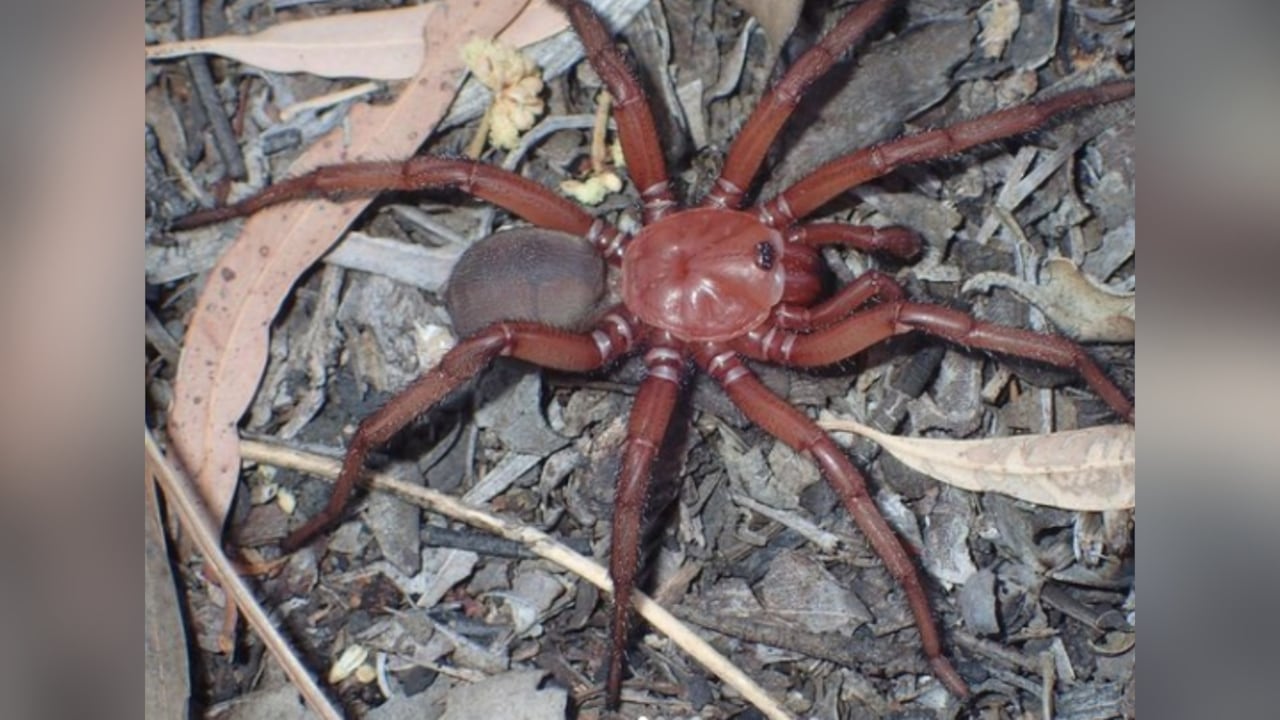 La araña es de color rojizo y vive bajo la tierra.