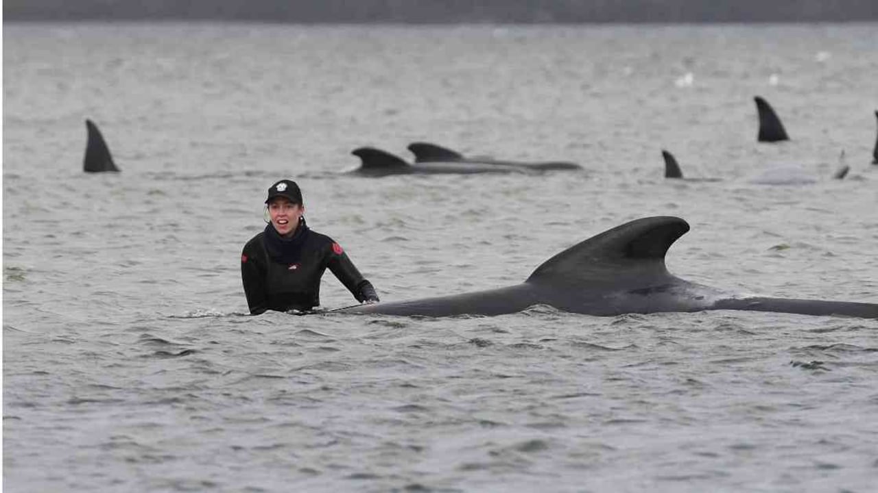El varamiento de estos mamíferos genera miles de muertes cada año. Foto: Brodie Weeding /Pool/ AFP