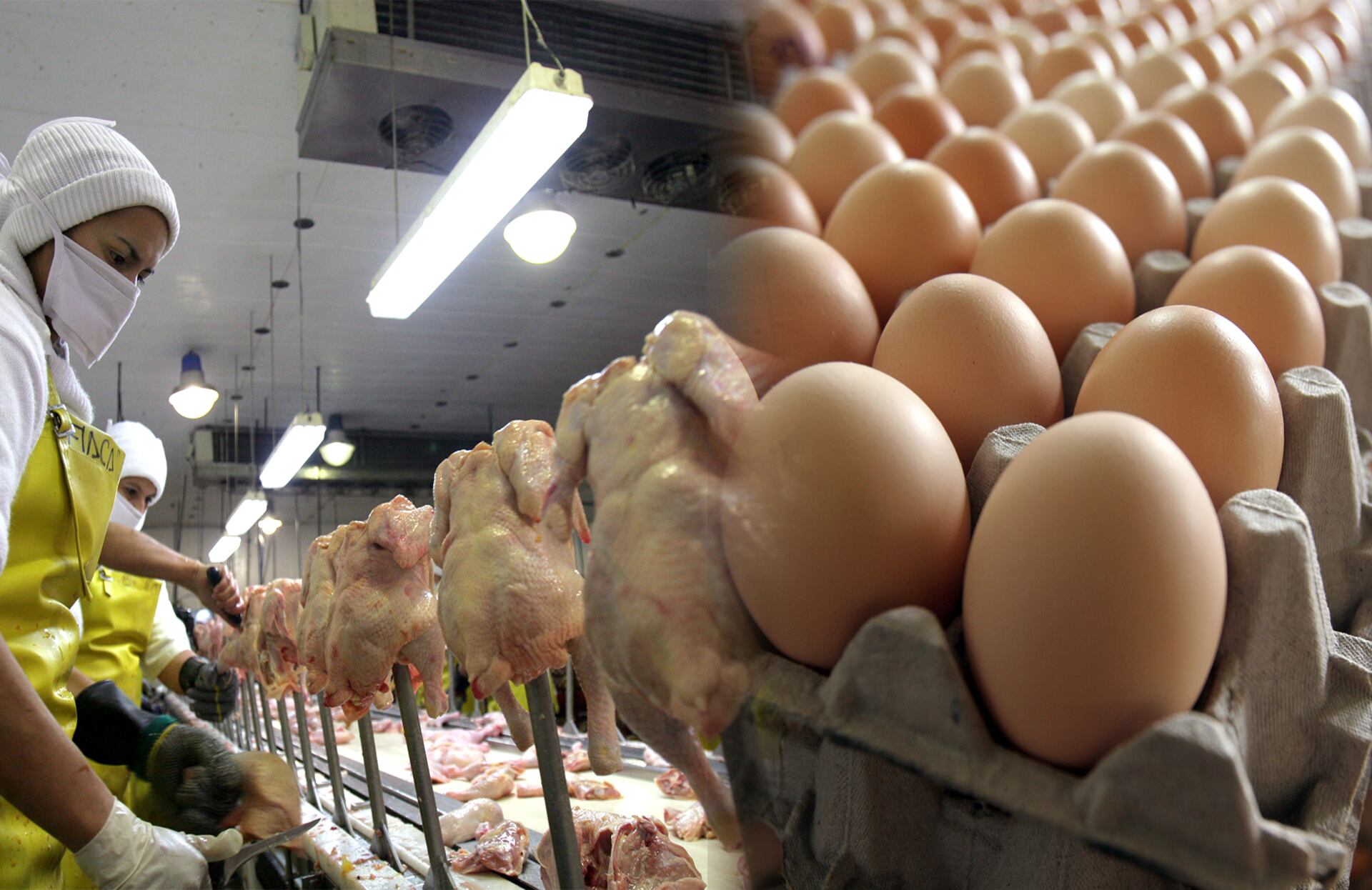 El sector avícola cerró el 2025 con resultados positivos y se prepara para enfrentar los retos económicos del 2026.