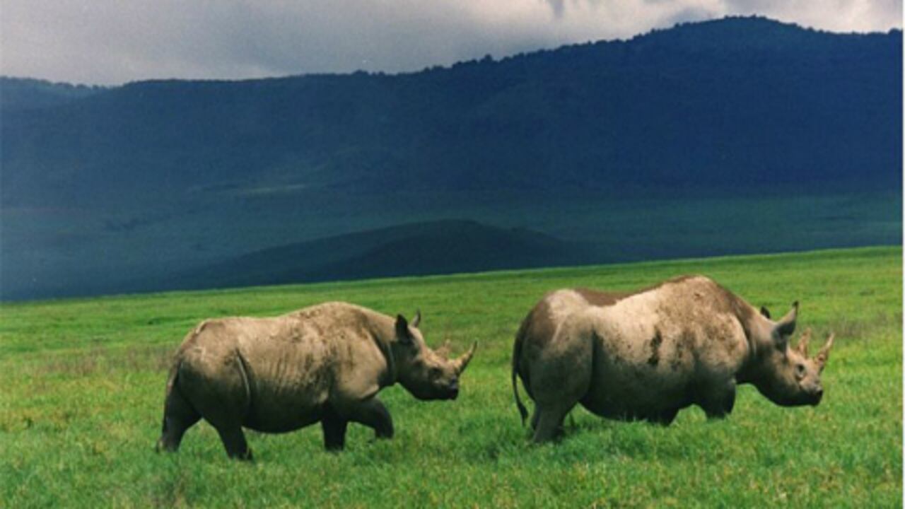 Dos rinocerontes negros.