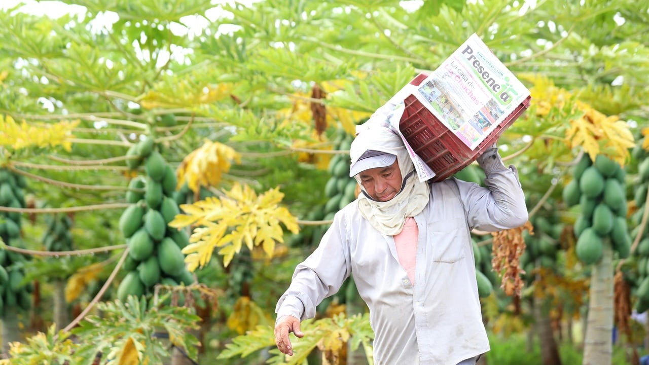 Pese todas las contigencias del año pasado, la producción agropecuaria del país se mantuvo estable en 2021.