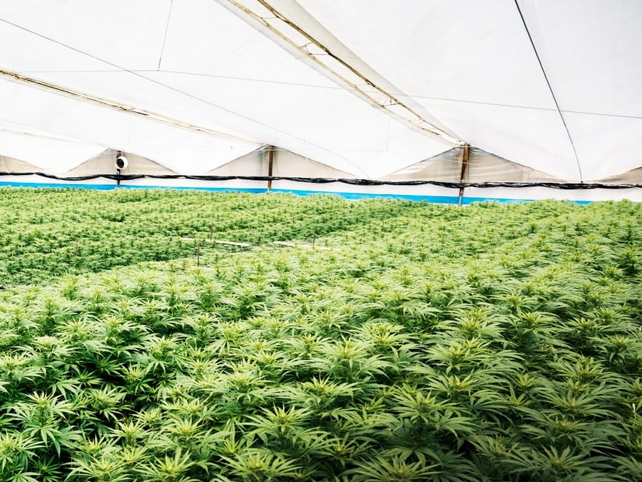 Pharmacielo y las ventajas geográficas de Colombia en la industria del cannabis medicinal.