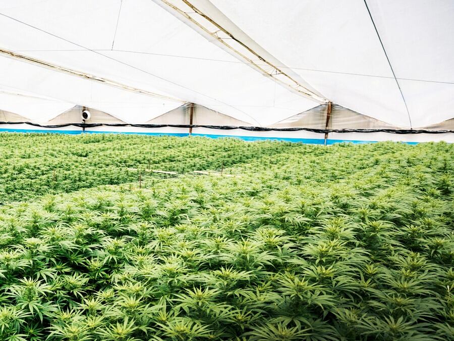 Pharmacielo y las ventajas geográficas de Colombia en la industria del cannabis medicinal.